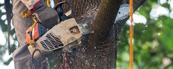 Lawn Pest Prevention in Troy Hills, NJ