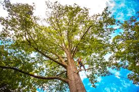 Best Fruit Tree Pruning  in Troy Hills, NJ