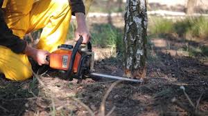 Best Tree Removal  in Troy Hills, NJ