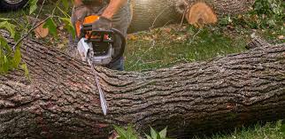 Best Lawn Pest Prevention  in Troy Hills, NJ