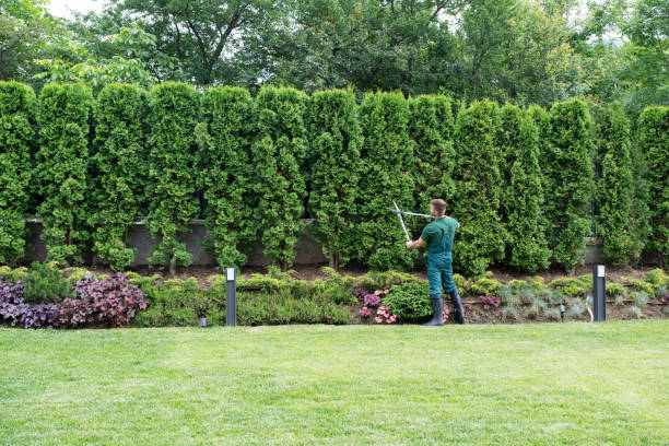 Best Lawn Renovation and Restoration  in Troy Hills, NJ