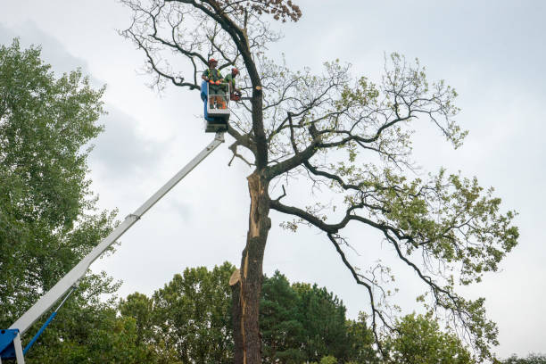 Best Tree Mulching  in Troy Hills, NJ