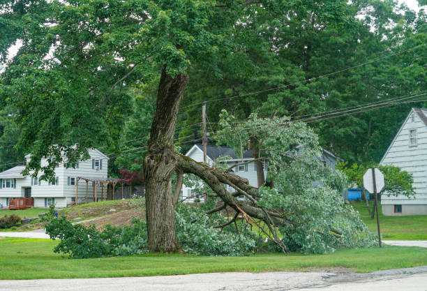 How Our Tree Care Process Works  in  Troy Hills, NJ