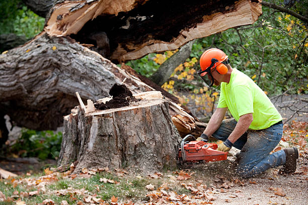 Best Tree Cabling and Bracing  in Troy Hills, NJ
