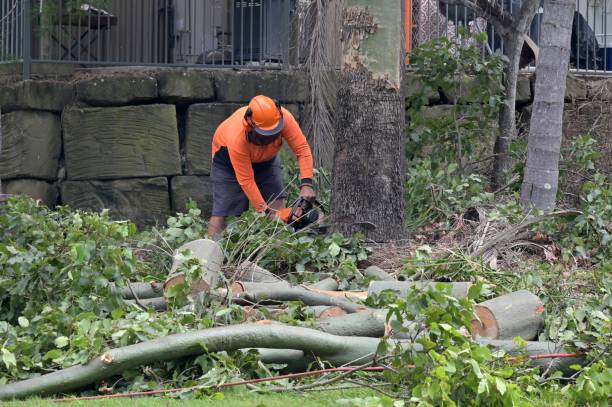 Best Leaf Removal  in Troy Hills, NJ
