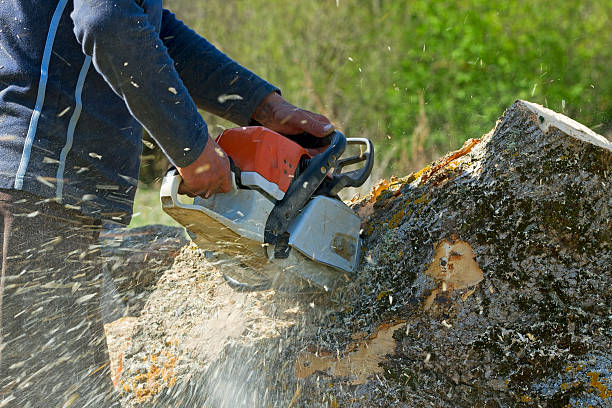 Best Organic Lawn Care Solutions  in Troy Hills, NJ