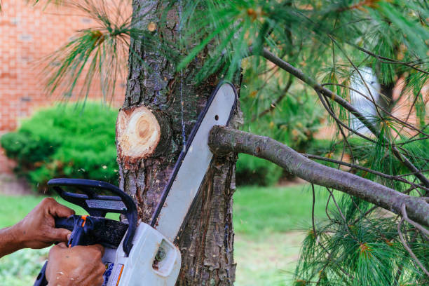 Best Tree Trimming and Pruning  in Troy Hills, NJ